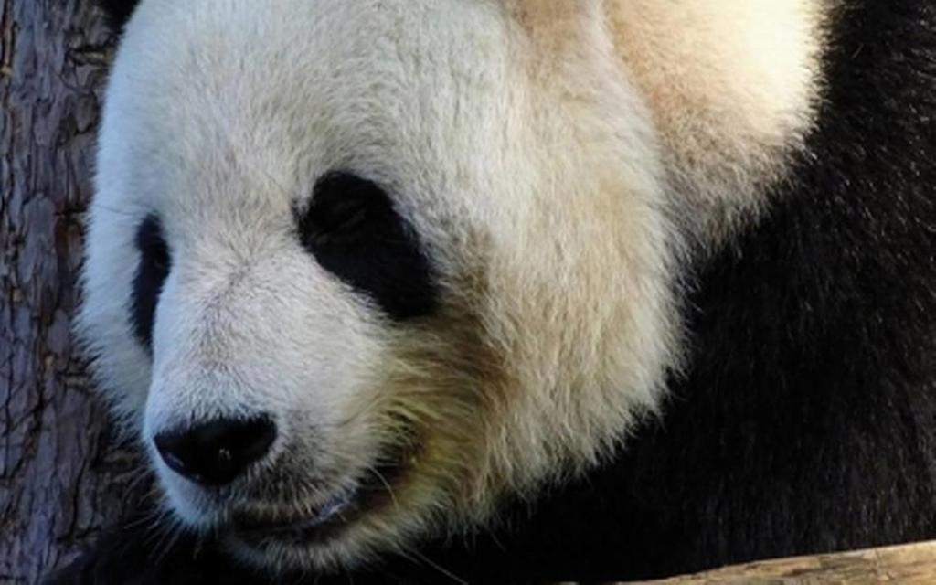 Registran un panda gigante herido en reserva natural de China