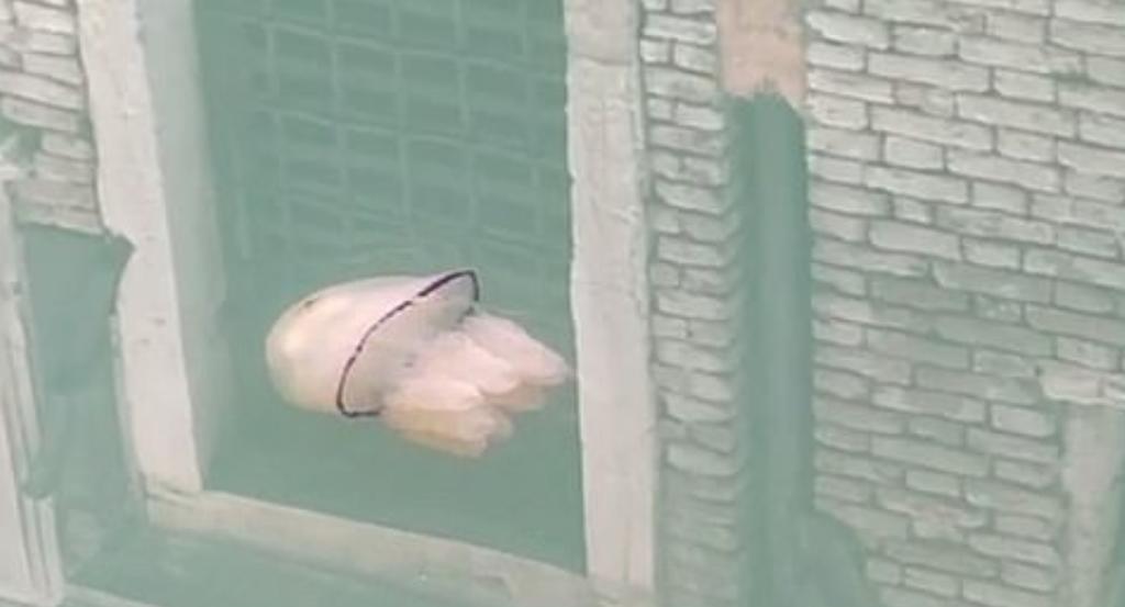 VIRAL: Captan a medusa nadando en canal de Venecia durante cuarentena