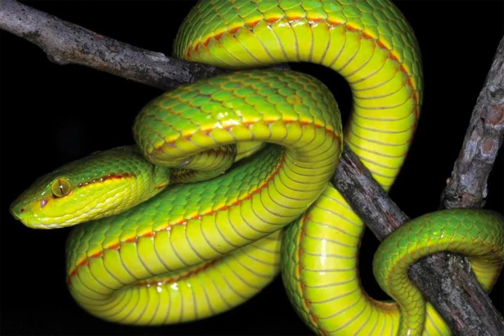 Nueva especie de serpiente es nombrada como un personaje de Harry Potter
