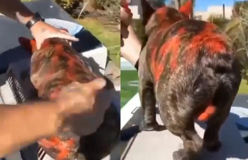 Indigna 'influencer' que pintó a su perro con aerosol