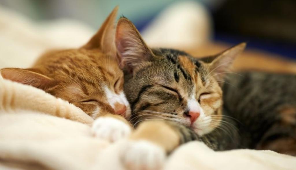 Dos gatos domésticos dan positivo al COVID-19 en Estados Unidos