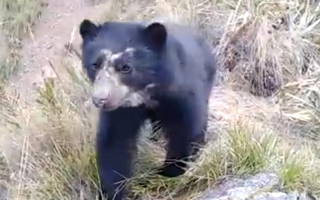 VIDEO: Captan a oso de anteojos en Santuario de Machu Picchu