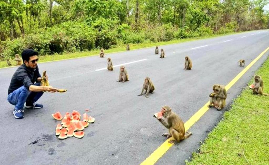 Imagen de monos en ‘perfecto distanciamiento social’ se hace viral