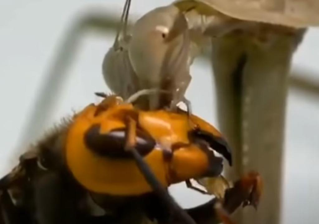Captan a mantis religiosa acabando con una 'Avispa asesina'