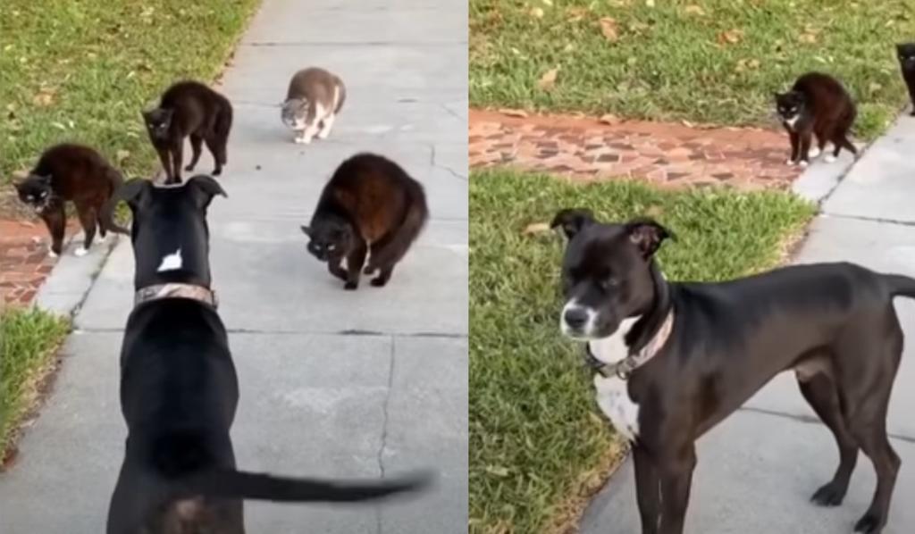 VIRAL: La reacción de un perro pitbull ante un grupo de feroces gatos