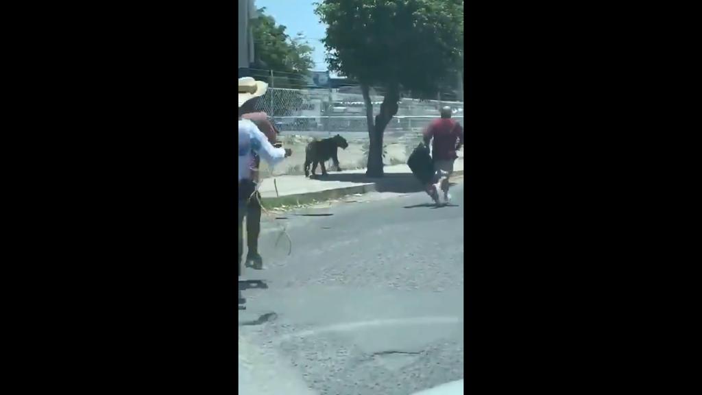Captan en video a tigre que vagaba por calles de Tlajomulco