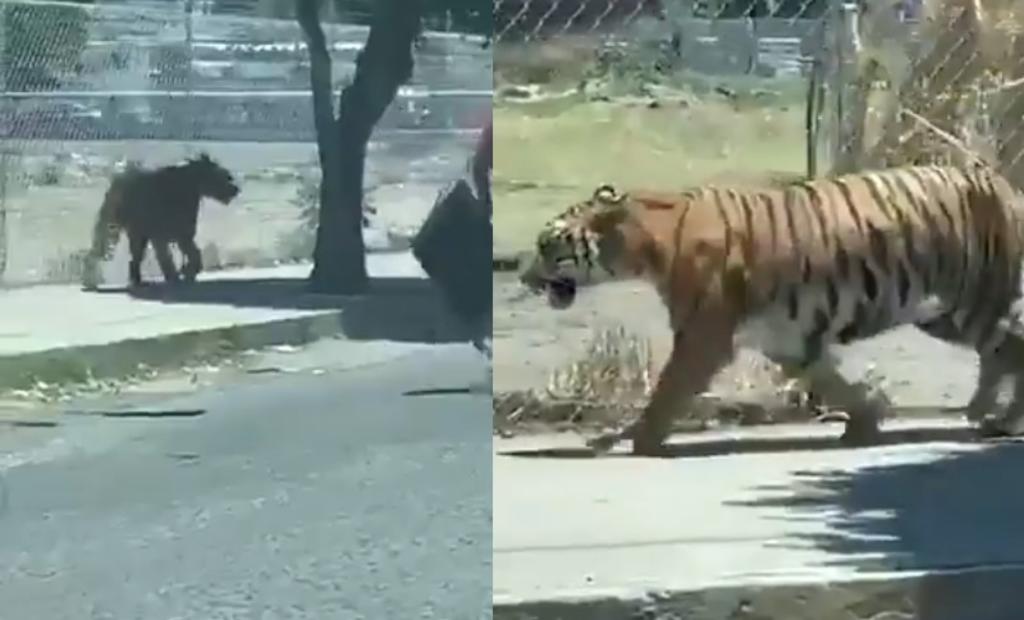 Captan a tigre caminando por calles de Jalisco