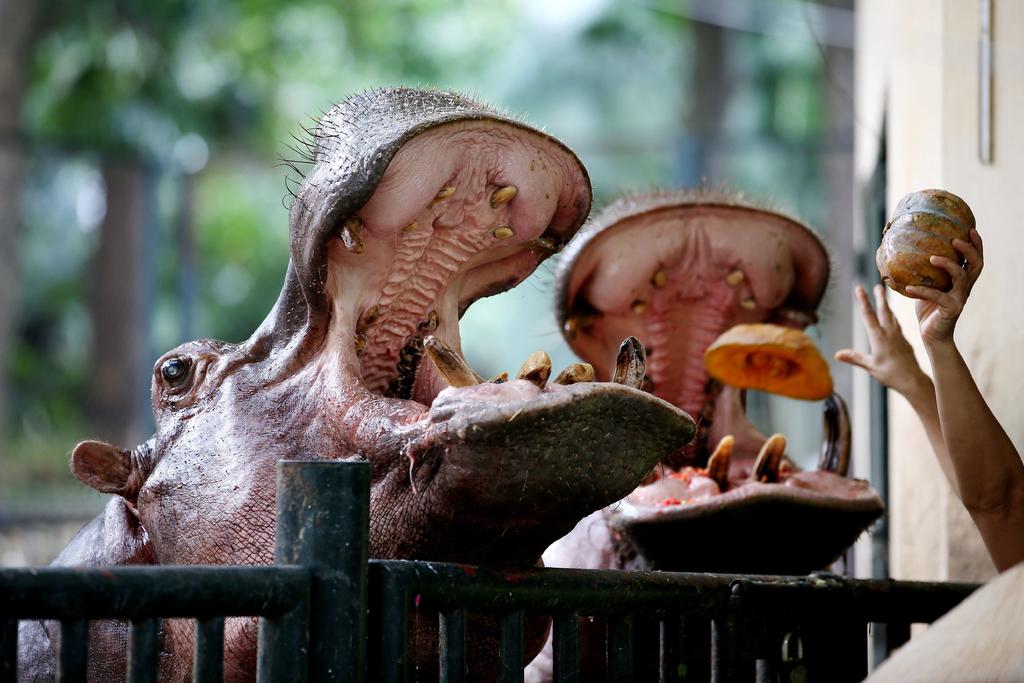 Reviven debate sobre los hipopótamos de Pablo Escobar