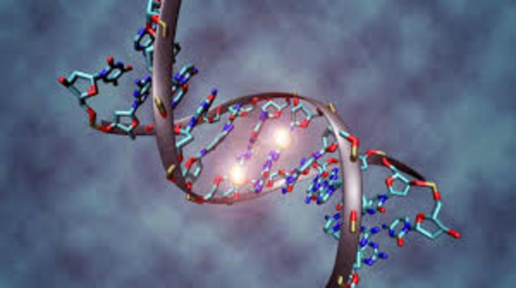 Hallan enzima clave para reparar el daño del ADN relacionado con la edad