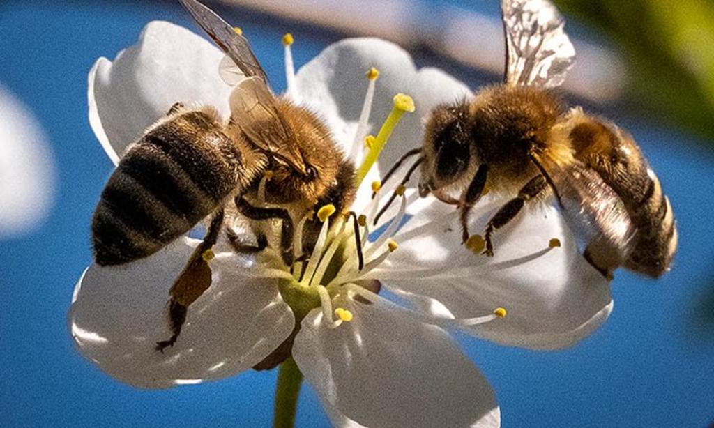 Sin abejas habría desabasto de alimentos, advierte académico de la UNAM