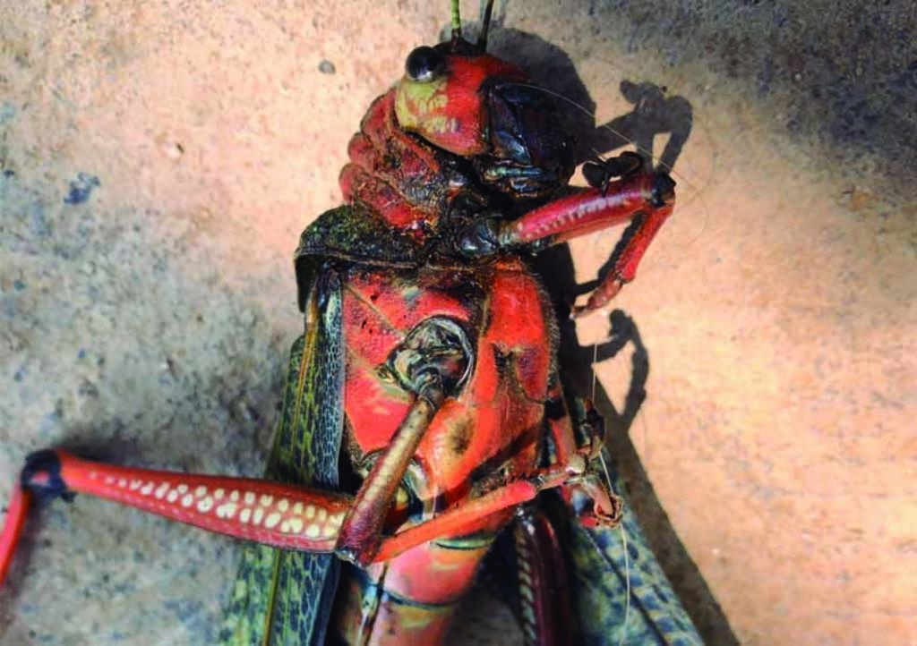 Descubre 'insecto gigante' en su patio y pide ayuda en redes para identificarlo