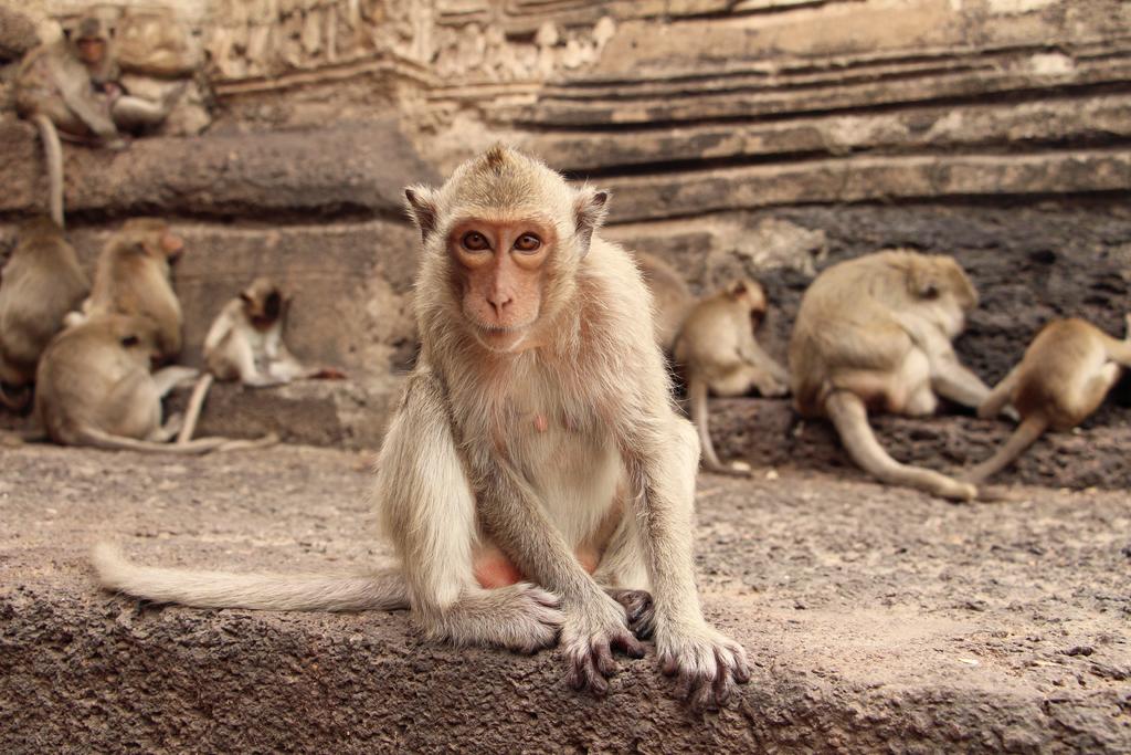Controlan las preferencias en monos con el uso de ultrasonidos