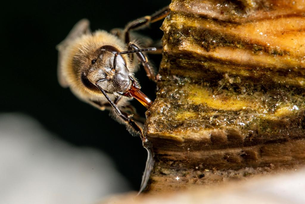 Advierten que sin abejas habrá desabasto de alimentos