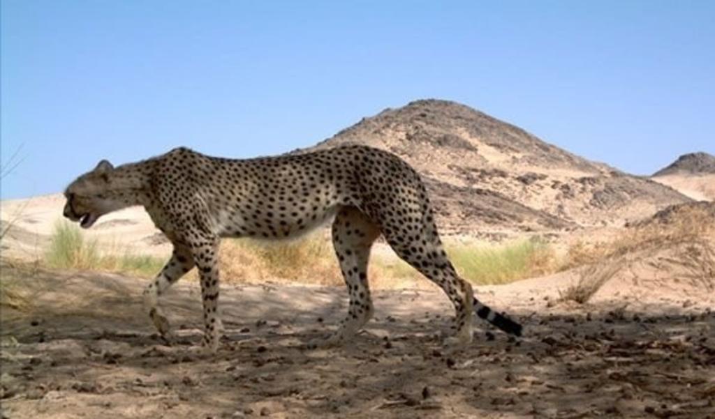 Avistan por primera vez en 10 años a guepardo del Sahara