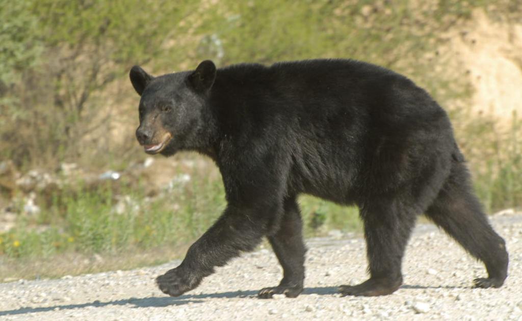 Buscan en Coahuila conservar la especie del oso negro