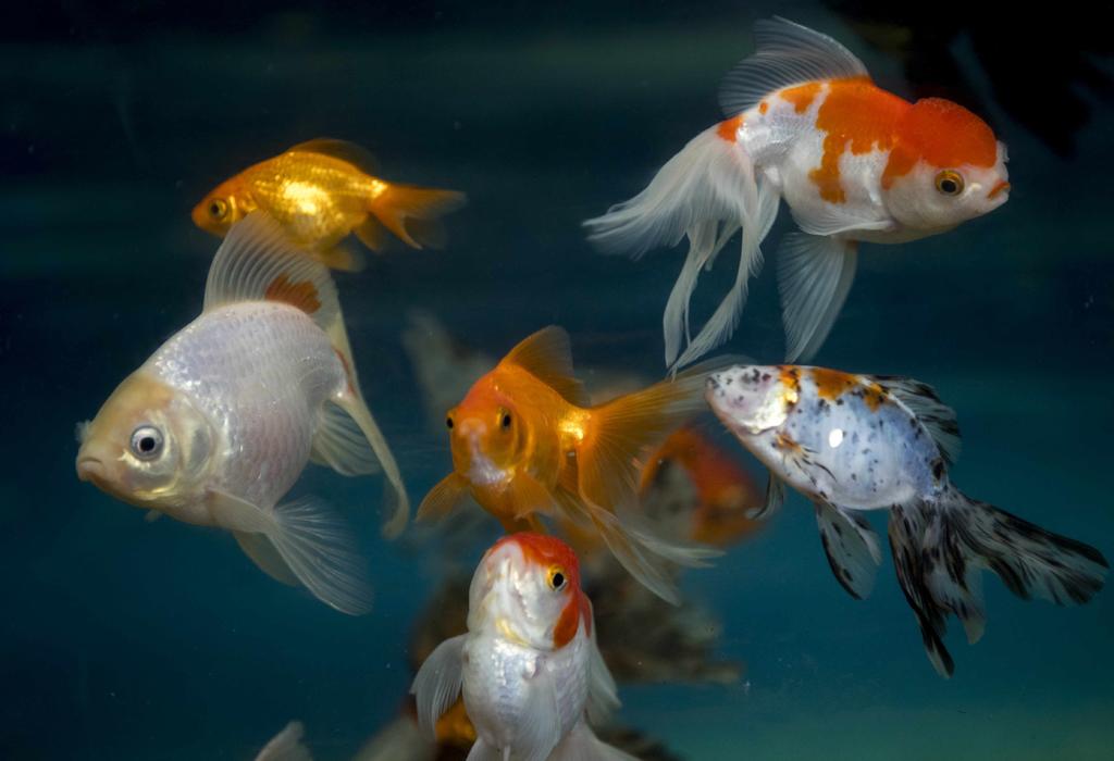 Nueva hormona sexual en los peces podría ayudar en tratamientos de fertilidad
