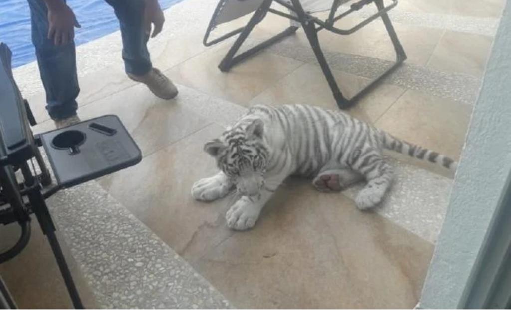 Regresan a propietarios un cachorro de tigre en Querétaro