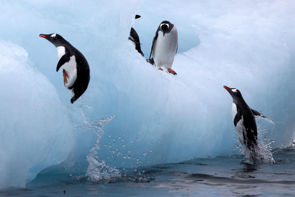 Estiman que capas de hielo en Antártida retrocedían hasta 50 metros al día