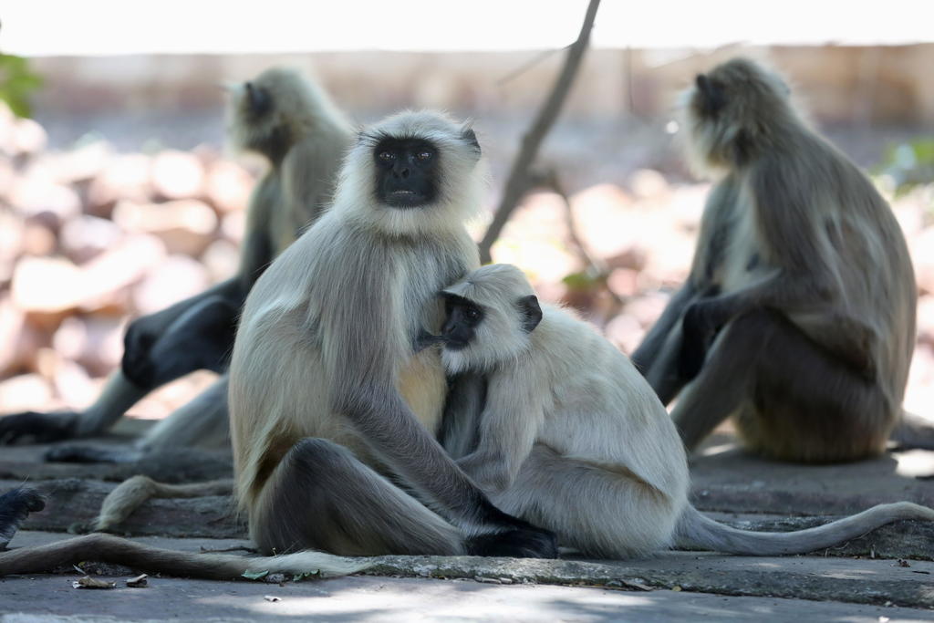 Captan a simios robando pruebas de COVID-19 en India