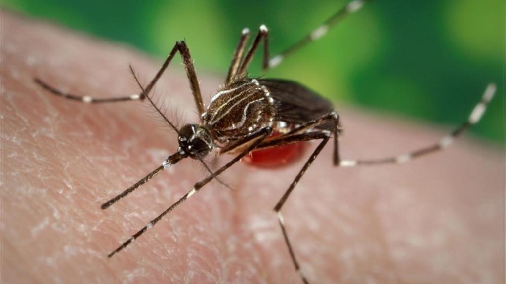 ¿Qué es el 'mosquito tigre' y por qué es tendencia?