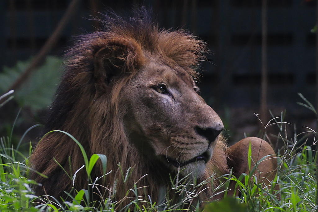 Reconstruyen biólogos la compleja historia evolutiva de los leones
