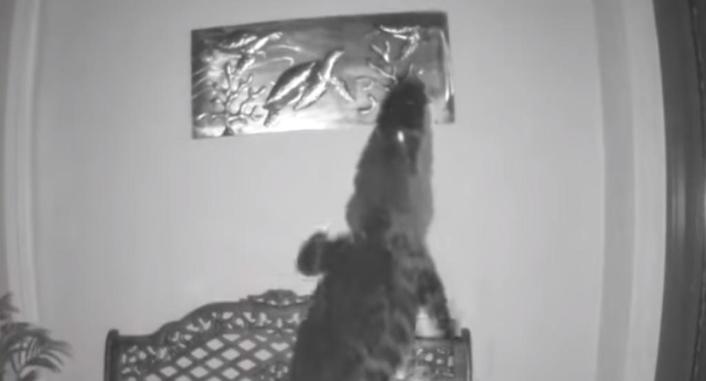 VIDEO: Cocodrilo ingresa a una casa e intenta 'comerse' un cuadro