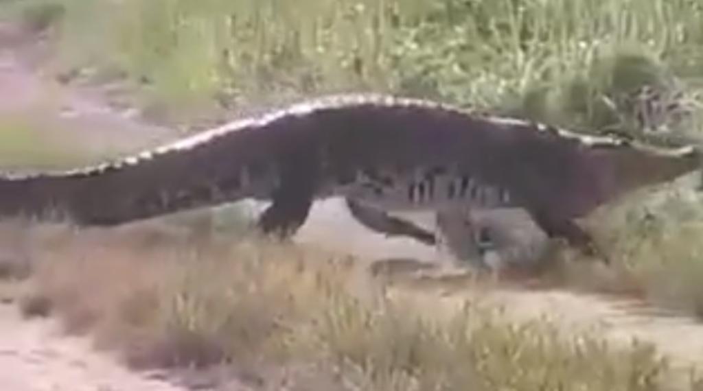 VIDEO: Captan a cocodrilo deambulando en colonia de Veracruz