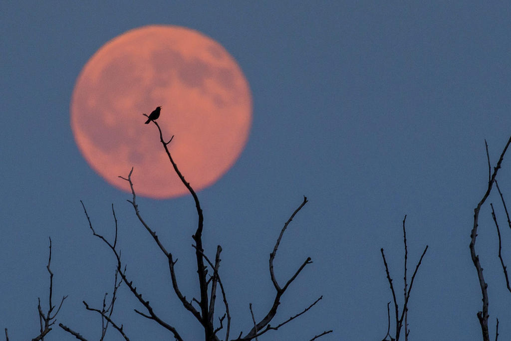 ¿Se podrá ver el eclipse Luna de Fresa en México?