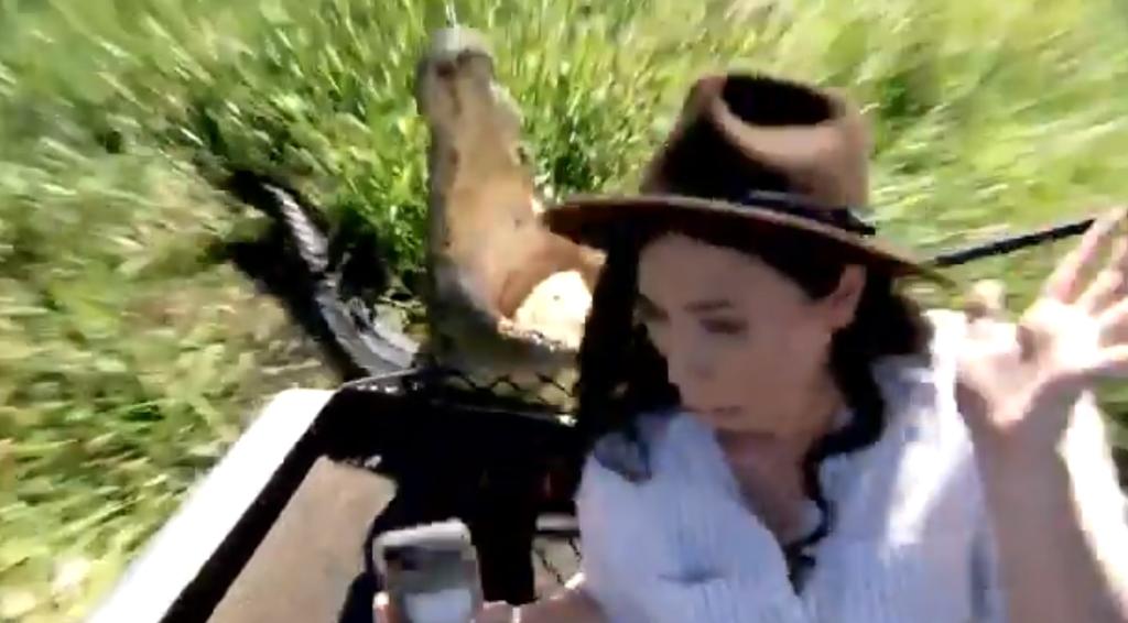VIRAL: Reportera posa para selfie junto a cocodrilo y éste la sorprende