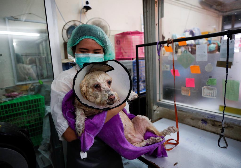 Atiende Control Animal a mascotas en plena pandemia