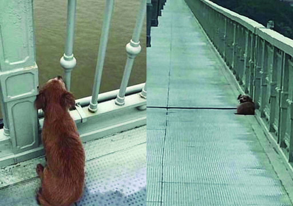 Perrito espera a su amo en el puente del que saltó tras presenciar su suicidio