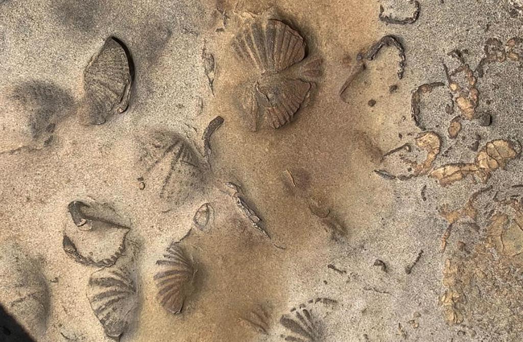 Encuentran restos fósiles de animales marinos en una reserva indígena en Bolivia