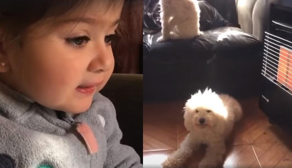 'Sácala de ahí'; niña y su perrita se vuelven virales por cómico video