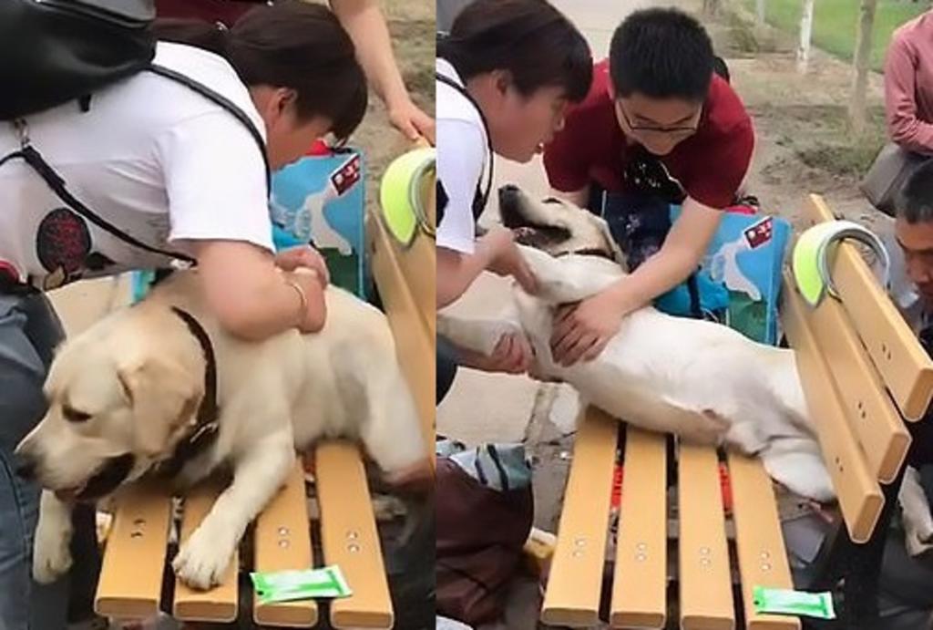 VIRAL: Perrito queda atrapado en banca de parque durante sesión de fotos