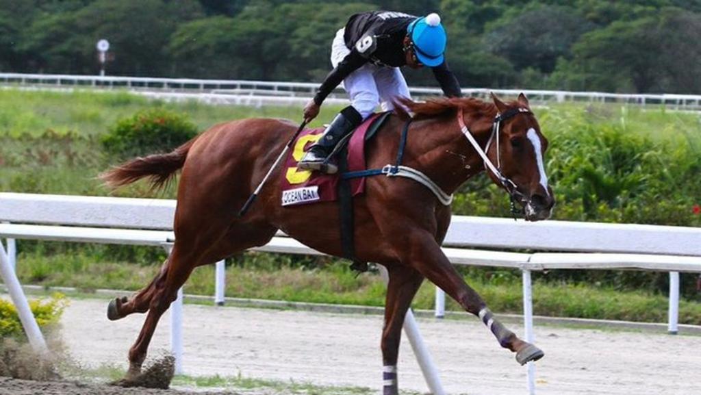 Famoso caballo de carreras en Venezuela es secuestrado y descuartizado