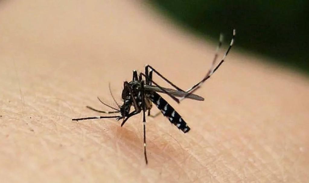 Advierten sobre plaga de 'mosco negro' que puede causar encefalitis equina