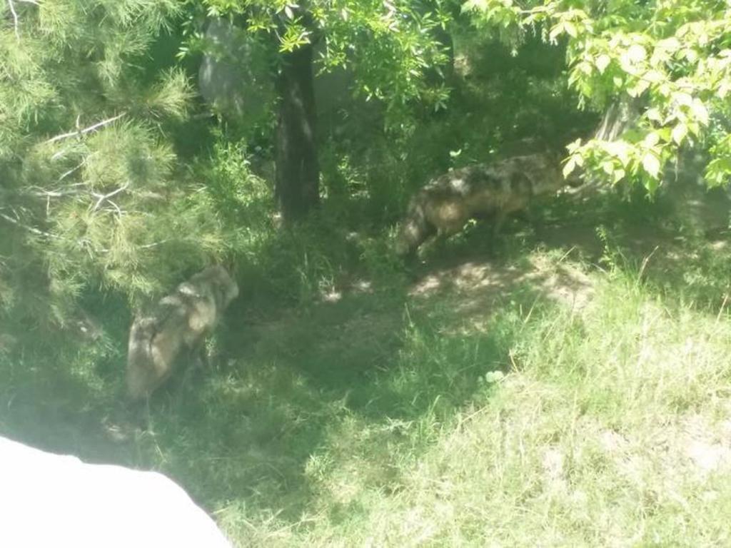 Nacen lobos en el Museo del Desierto de Saltillo