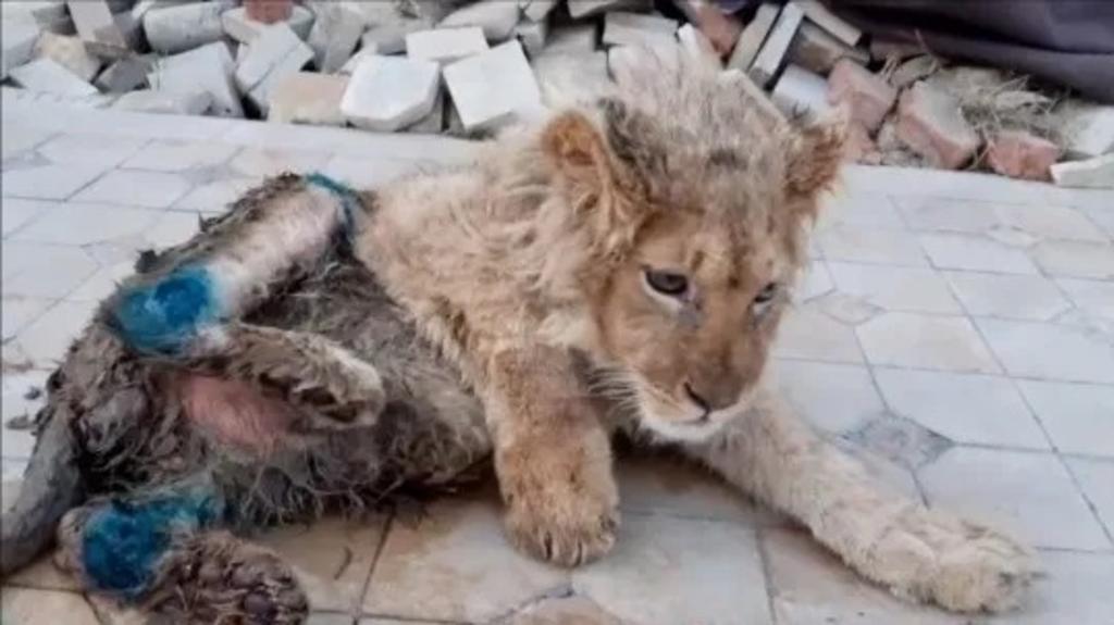 'Simba', el león al que le rompieron las patas para poder tomarse selfies con él