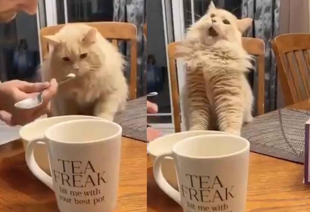 Reacción de un gato tras probar helado se vuelve viral