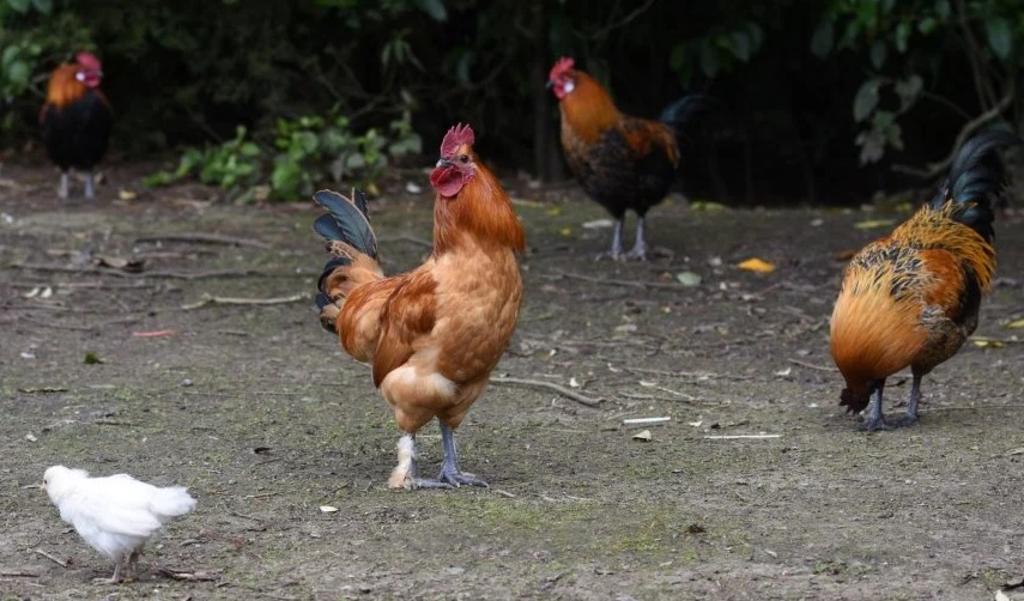 Plaga de pollos salvajes invade Nueva Zelanda, tras librarse del coronavirus
