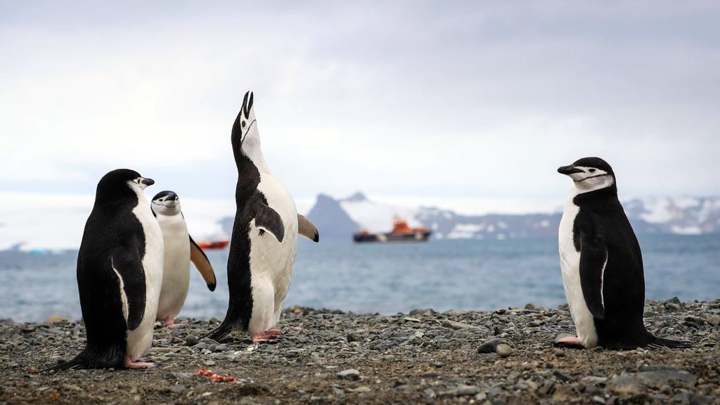 Proponen científicos modelo de gestión adaptativa para el turismo antártico