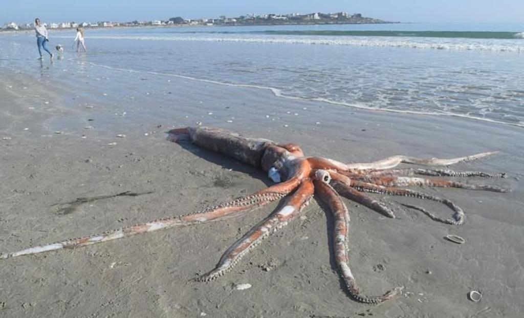 Encuentran calamar gigante muerto en playa de Sudáfrica