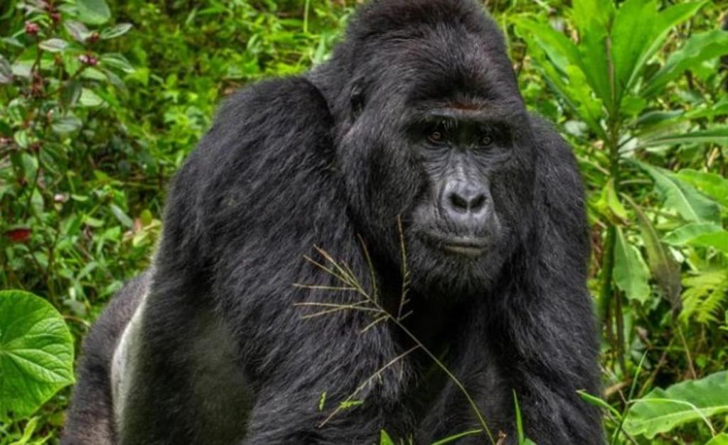Muere 'Rafiki', famoso gorila de montaña en Uganda, a manos de cazadores