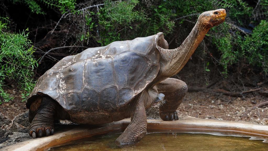 'Diego', la tortuga gigante, regresa a la isla Española después de 87 años