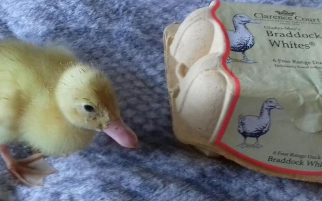 VIRAL: Compra huevos en el supermercado, los incuba y nacen tres patos