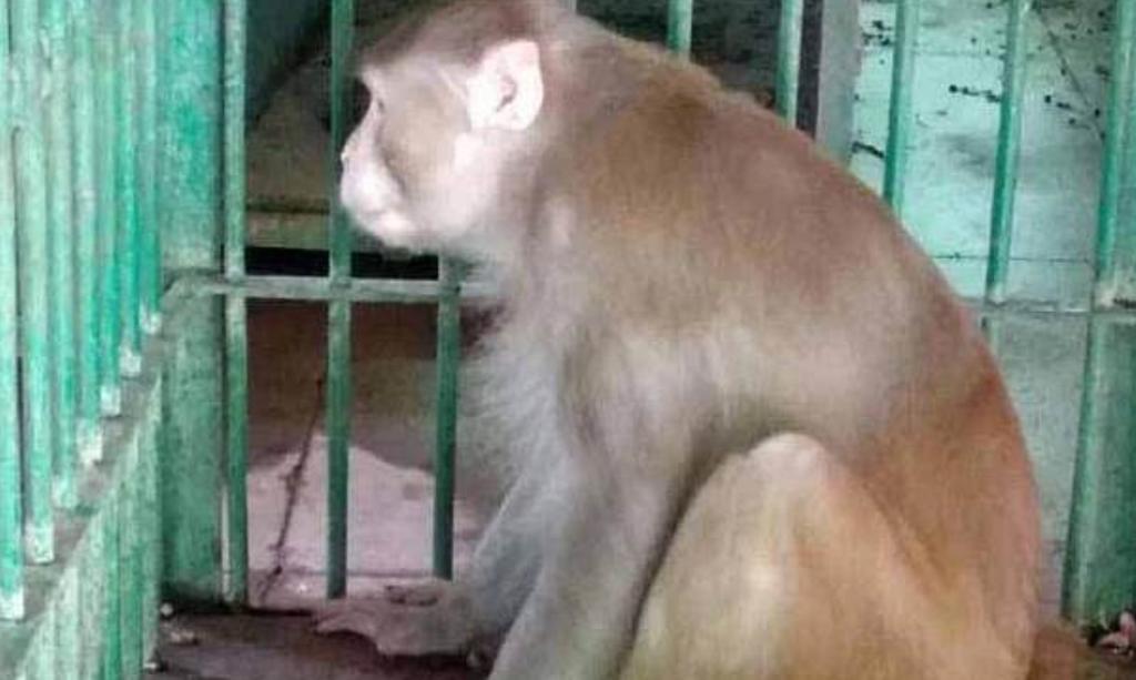 'Kalua', el mono 'alcohólico' que fue encerrado tras matar a una persona