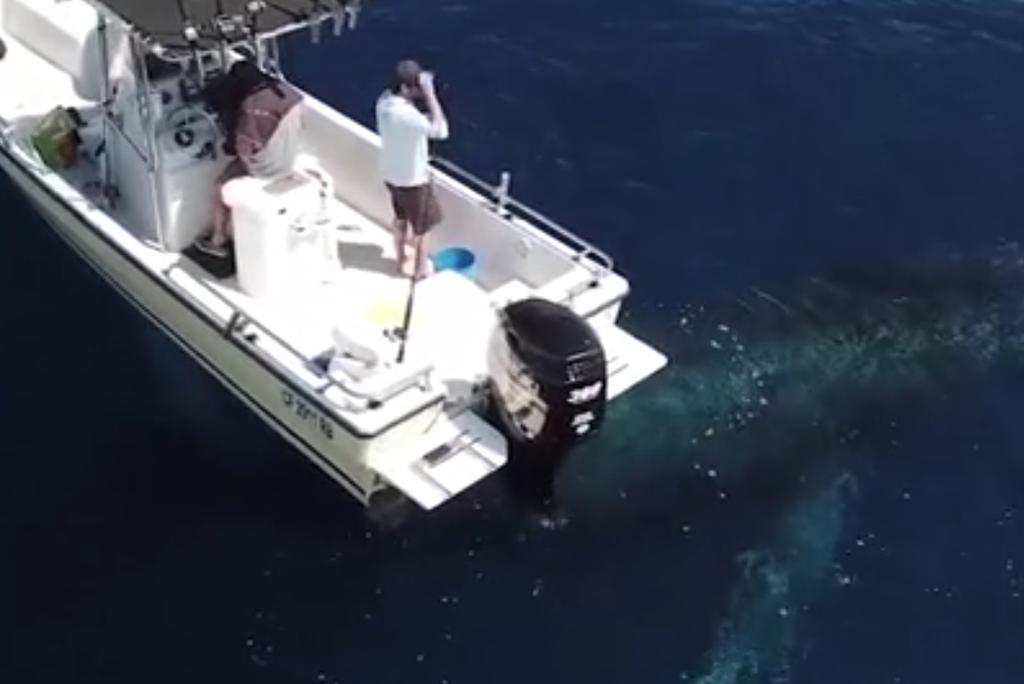 Pescadores son sorprendidos por enrome ballena que paseaba debajo de su bote
