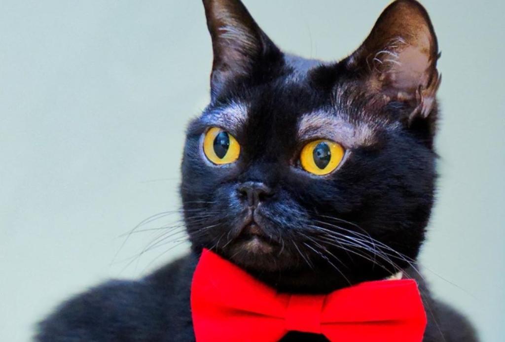 'Cornelius', el gato que se volvió viral gracias a sus 'cejas'
