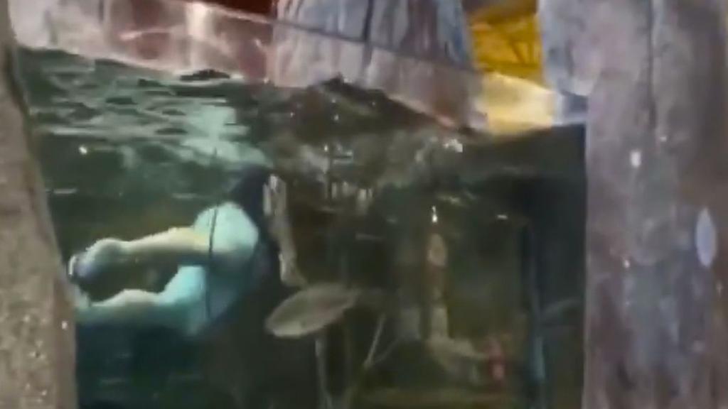Arrestan a hombre que nadó en acuario de tienda en EUA