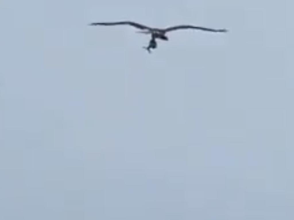 VIRAL: Captan a águila pescando a tiburón frente a turistas
